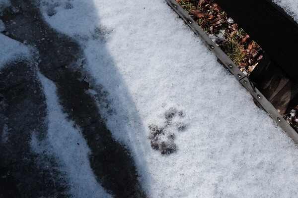 雪のかわいい足跡