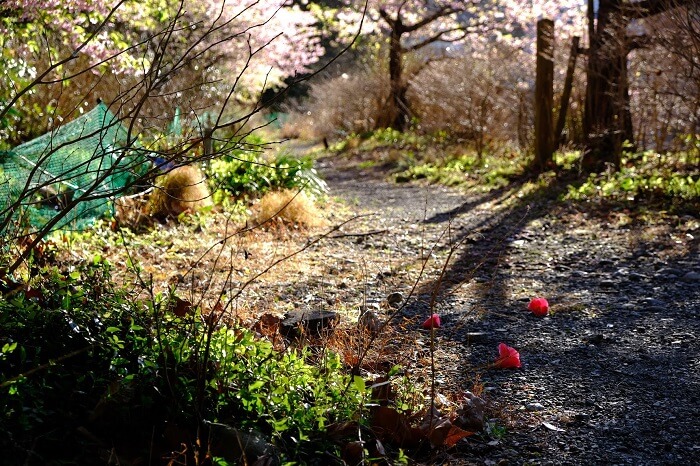 河津桜と椿