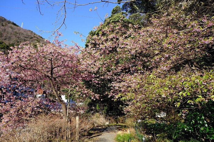 ほたる公園河津桜