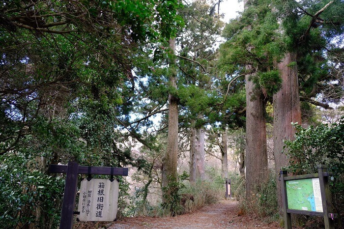 箱根旧街道の杉並木2