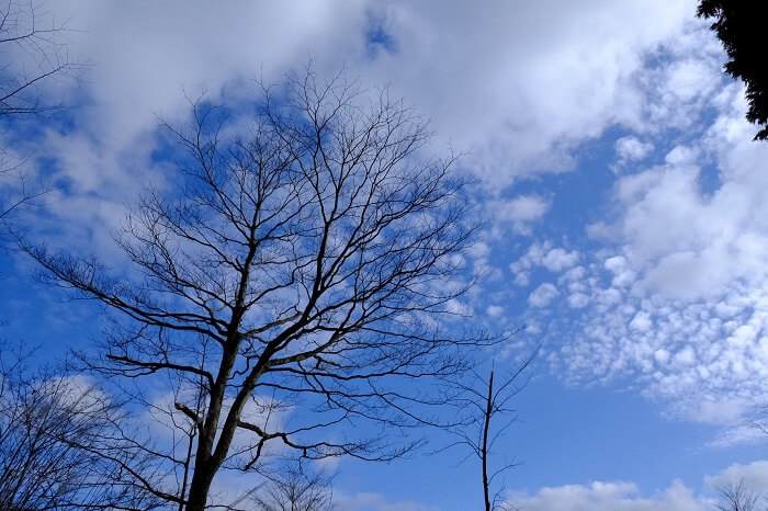 冬の木と青空2