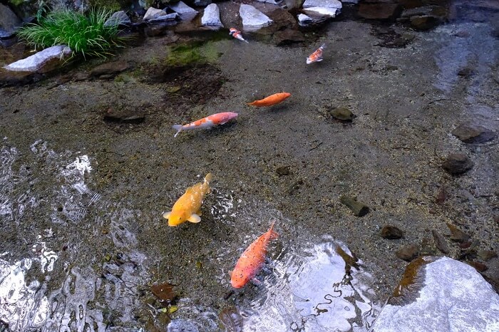 神社の池の鯉